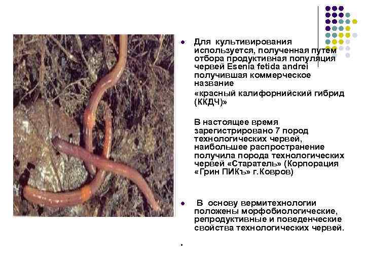 l Для культивирования используется, полученная путем отбора продуктивная популяция червей Esenia fetida andrei получившая