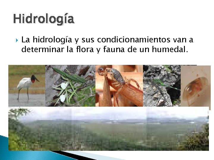 Hidrología La hidrología y sus condicionamientos van a determinar la flora y fauna de