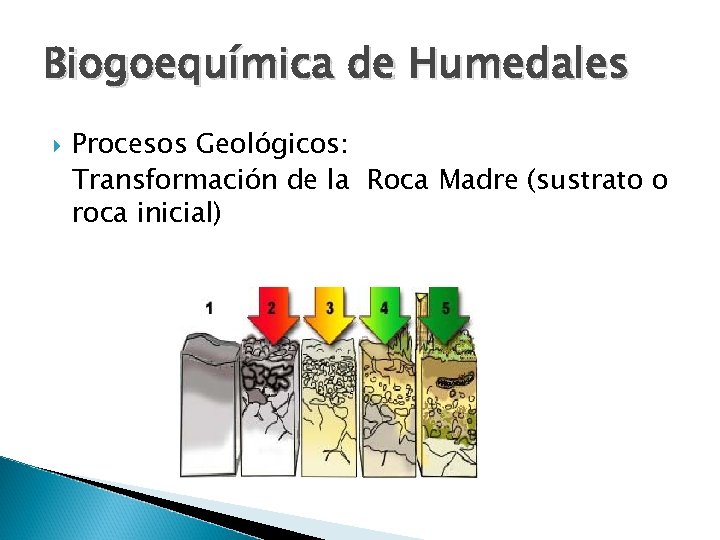Biogoequímica de Humedales Procesos Geológicos: Transformación de la Roca Madre (sustrato o roca inicial)