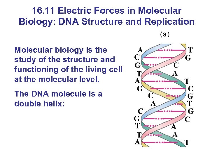 16. 11 Electric Forces in Molecular Biology: DNA Structure and Replication Molecular biology is