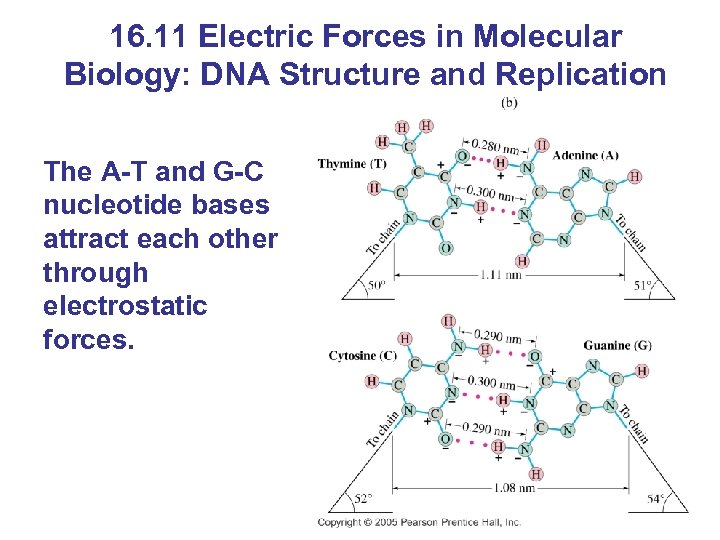 16. 11 Electric Forces in Molecular Biology: DNA Structure and Replication The A-T and