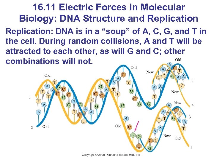 16. 11 Electric Forces in Molecular Biology: DNA Structure and Replication: DNA is in