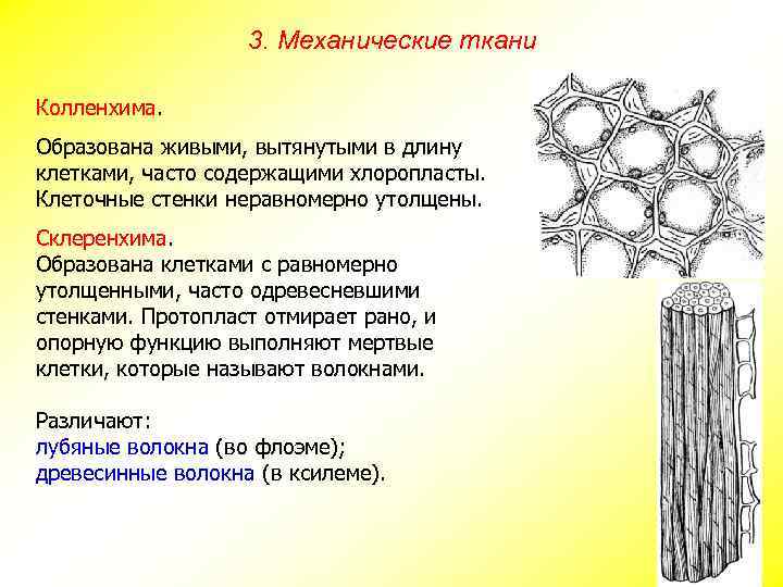 3. Механические ткани Колленхима. Образована живыми, вытянутыми в длину клетками, часто содержащими хлоропласты. Клеточные