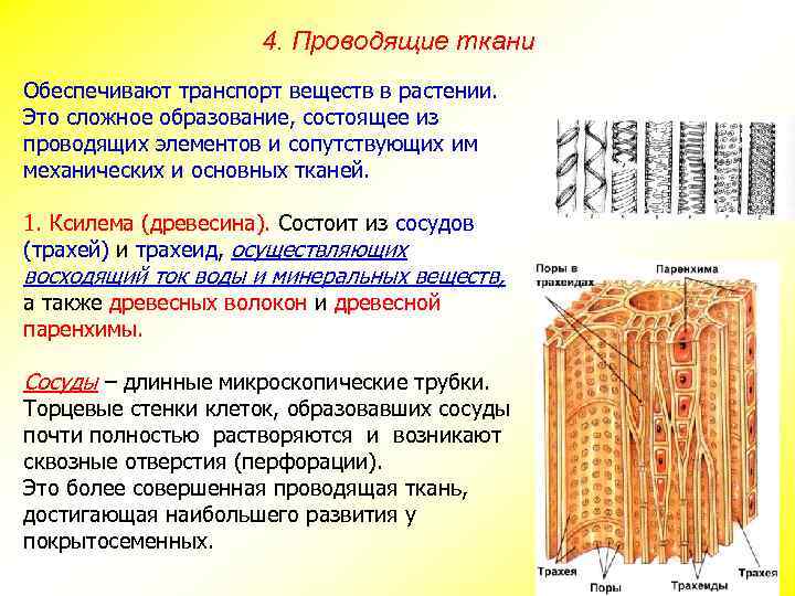 4. Проводящие ткани Обеспечивают транспорт веществ в растении. Это сложное образование, состоящее из проводящих