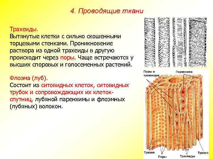 4. Проводящие ткани Трахеиды. Вытянутые клетки с сильно скошенными торцевыми стенками. Проникновение раствора из