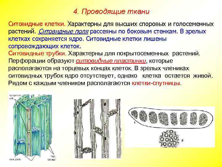 4. Проводящие ткани Ситовидные клетки. Характерны для высших споровых и голосеменных растений. Ситовидные поля