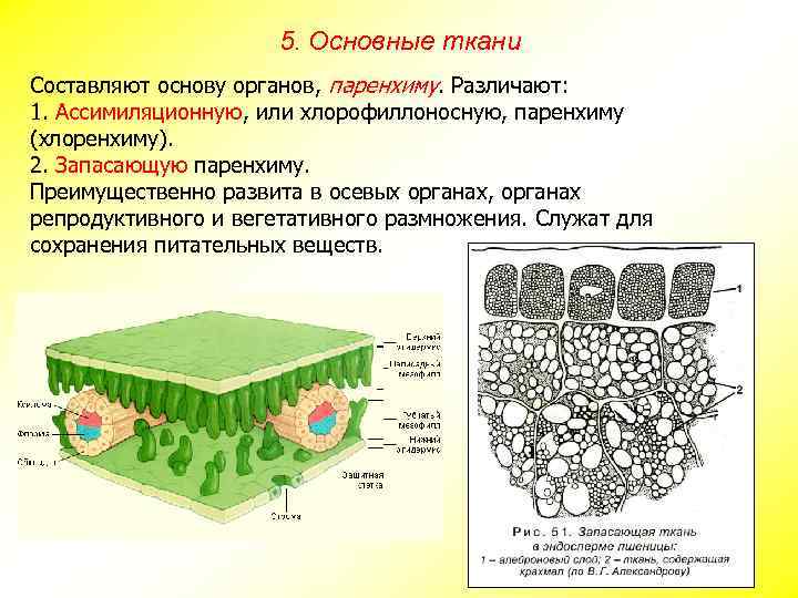 5. Основные ткани Составляют основу органов, паренхиму. Различают: 1. Ассимиляционную, или хлорофиллоносную, паренхиму (хлоренхиму).