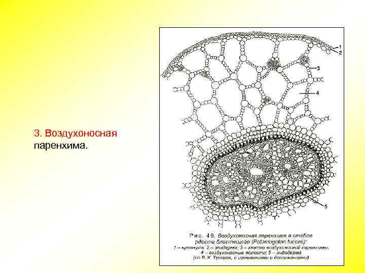 3. Воздухоносная паренхима. 