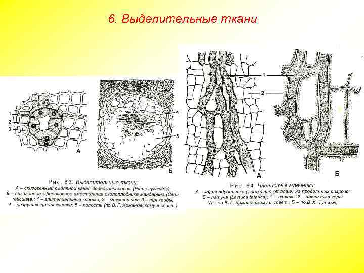 6. Выделительные ткани 