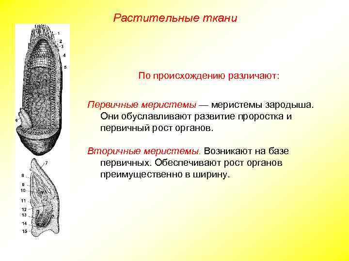 Растительные ткани По происхождению различают: Первичные меристемы — меристемы зародыша. Они обуславливают развитие проростка