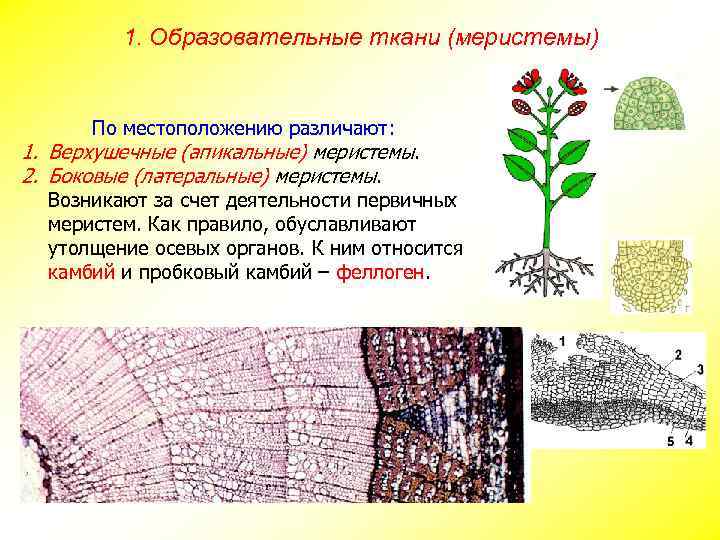 1. Образовательные ткани (меристемы) По местоположению различают: 1. Верхушечные (апикальные) меристемы. 2. Боковые (латеральные)