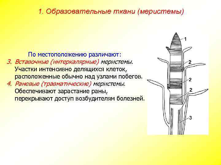 1. Образовательные ткани (меристемы) По местоположению различают: 3. Вставочные (интеркалярные) меристемы. Участки интенсивно делящихся