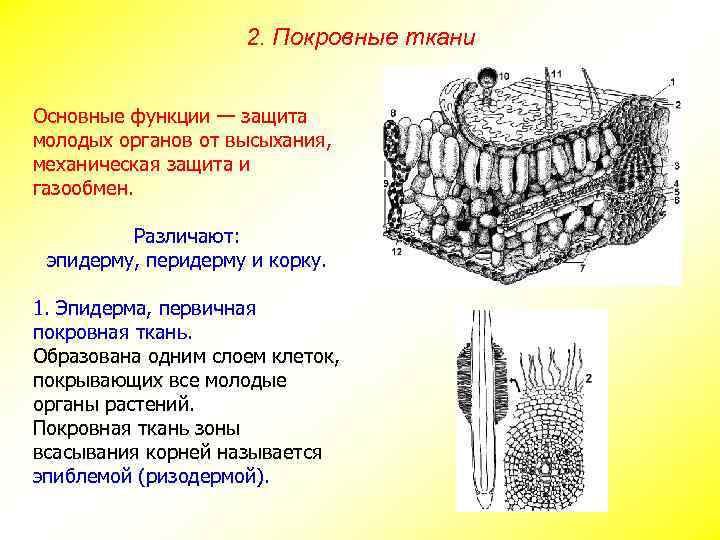 2. Покровные ткани Основные функции — защита молодых органов от высыхания, механическая защита и