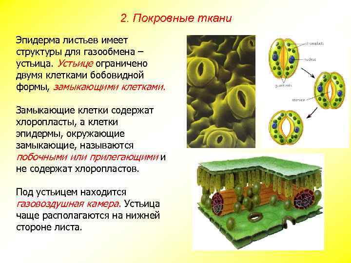 2. Покровные ткани Эпидерма листьев имеет структуры для газообмена – устьица. Устьице ограничено двумя