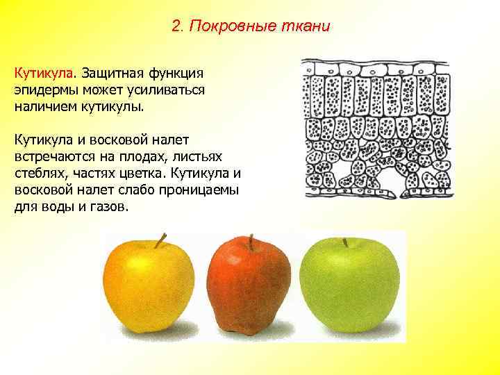 2. Покровные ткани Кутикула. Защитная функция эпидермы может усиливаться наличием кутикулы. Кутикула и восковой