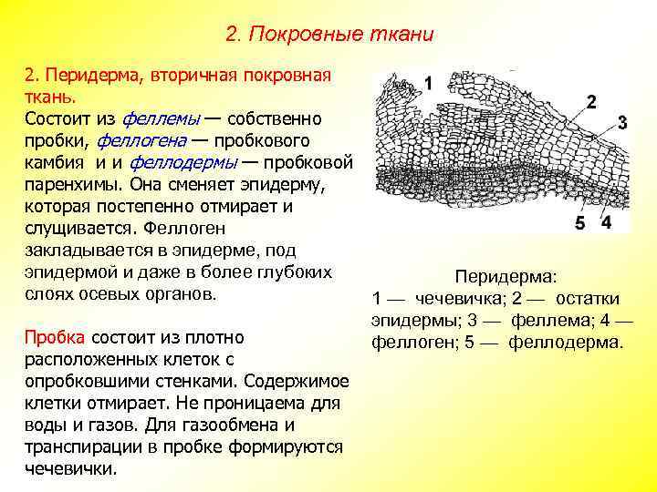 2. Покровные ткани 2. Перидерма, вторичная покровная ткань. Состоит из феллемы — собственно пробки,