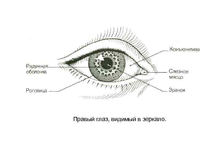 Правый глаз, видимый в зеркало. 