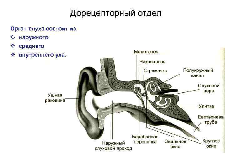 Дорецепторный отдел Орган слуха состоит из: v наружного v среднего v внутреннего уха. 
