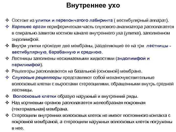 Внутреннее ухо v Состоит из улитки и перепончатого лабиринта ( вестибулярный аппарат). v Кортиев