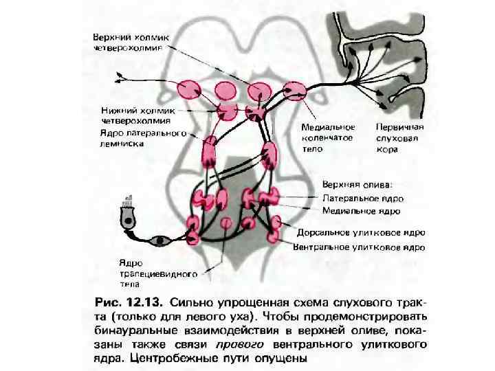 Общий план строения сенсорных систем