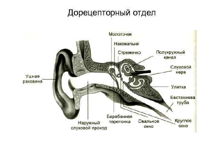 Дорецепторный отдел 