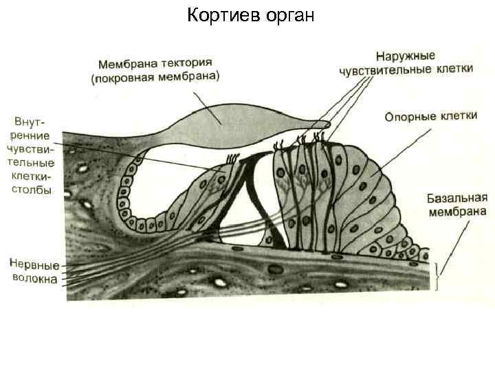 Кортиев орган 