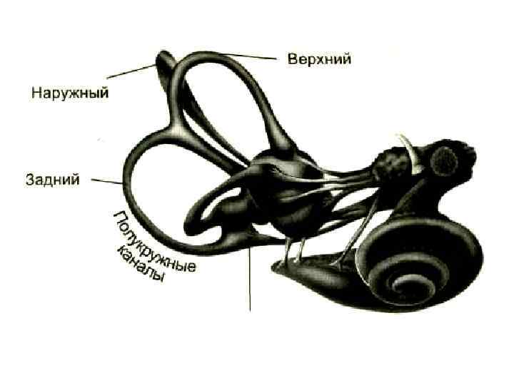 Рассмотрите на рисунке 88 устройство вестибулярного аппарата и разъясните