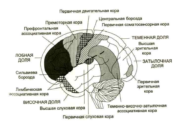 Общая схема строения сенсорных систем