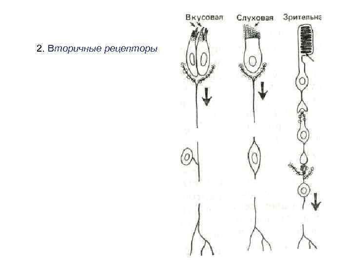 2. Вторичные рецепторы 