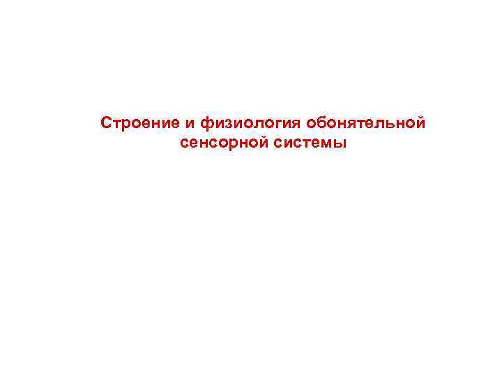 Строение и физиология обонятельной сенсорной системы 