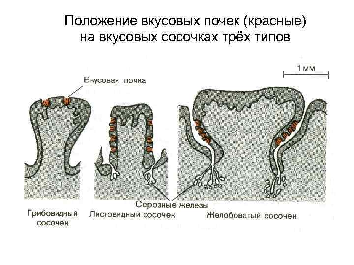 Положение вкусовых почек (красные) на вкусовых сосочках трёх типов 