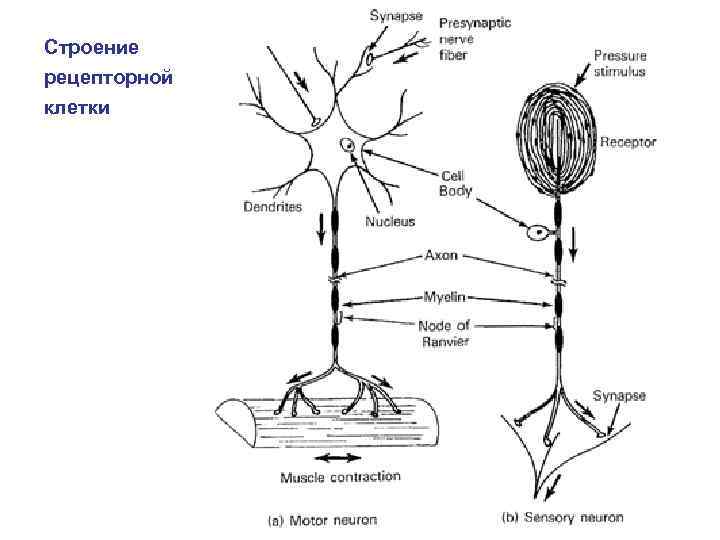 Строение рецепторной клетки 