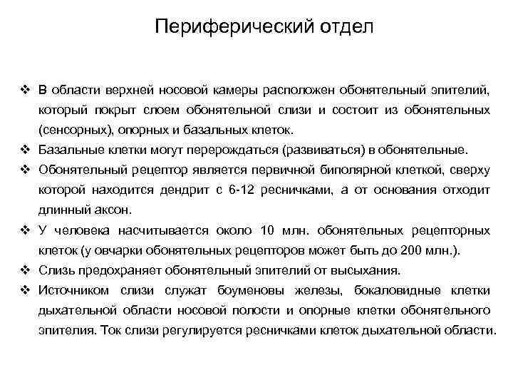 Периферический отдел v В области верхней носовой камеры расположен обонятельный эпителий, который покрыт слоем
