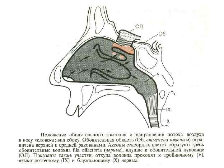 Схема обонятельного анализатора