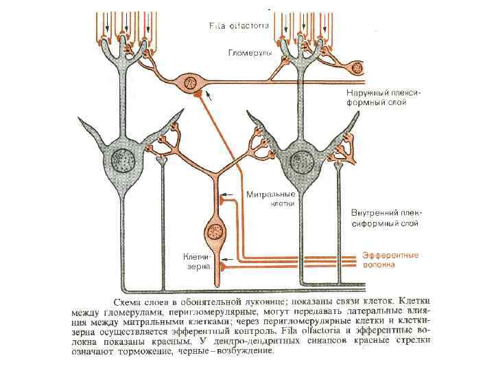 Общий план строения сенсорных систем