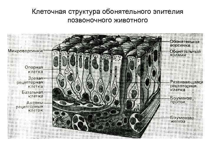 Клеточная структура обонятельного эпителия позвоночного животного 