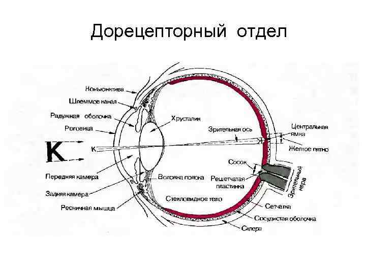 Общий план строения зрительной сенсорной системы