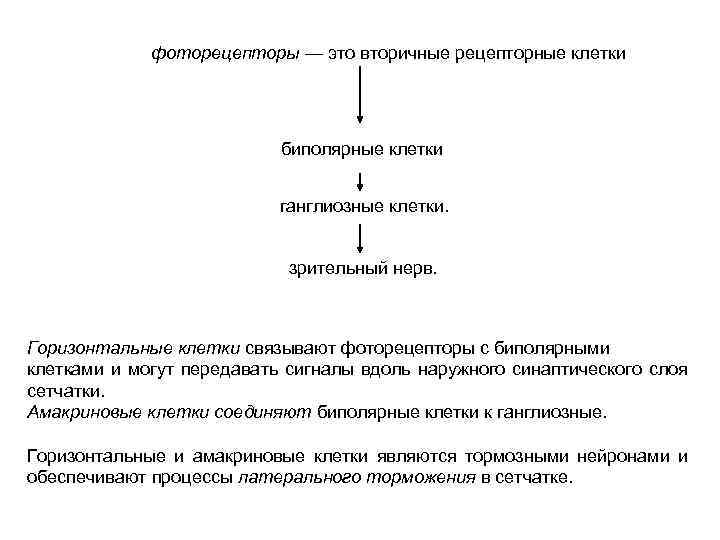 фоторецепторы — это вторичные рецепторные клетки биполярные клетки ганглиозные клетки. зрительный нерв. Горизонтальные клетки