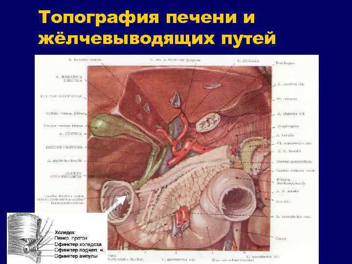 Топография печени и жёлчевыводящих путей 