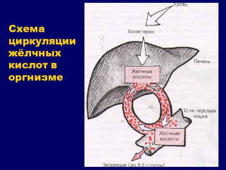 Схема циркуляции жёлчных кислот в оргнизме 