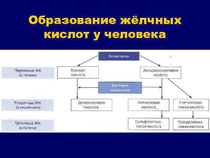 Образование жёлчных кислот у человека 