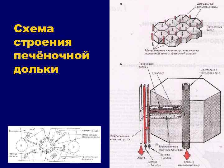 Схема строения печёночной дольки 