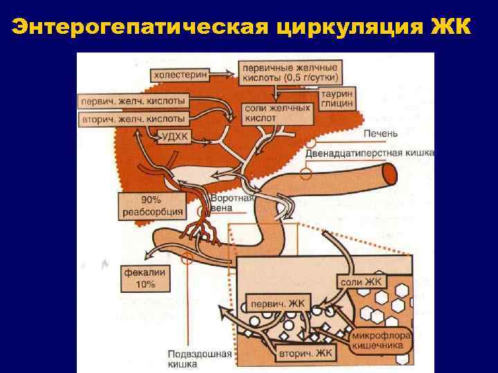 Энтерогепатическая циркуляция ЖК 