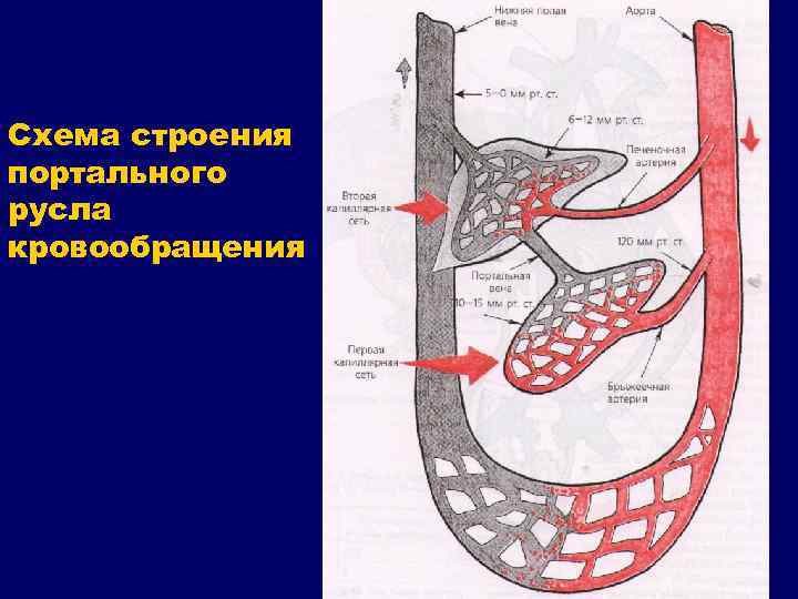Схема строения портального русла кровообращения 