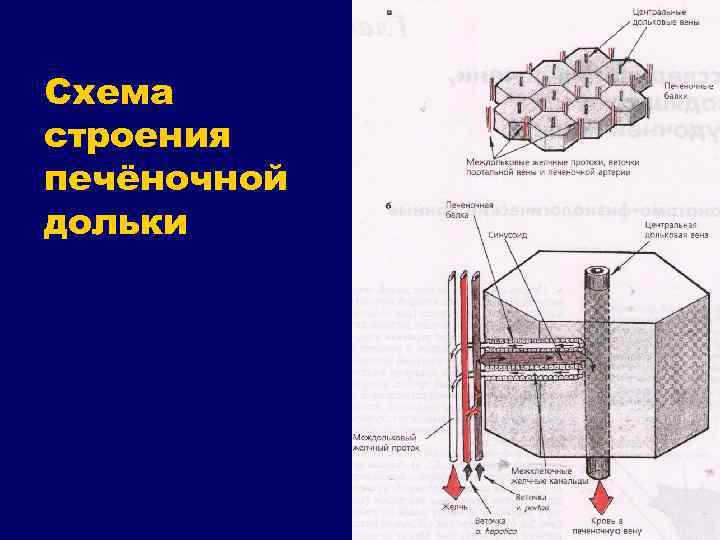 Схема строения печёночной дольки 