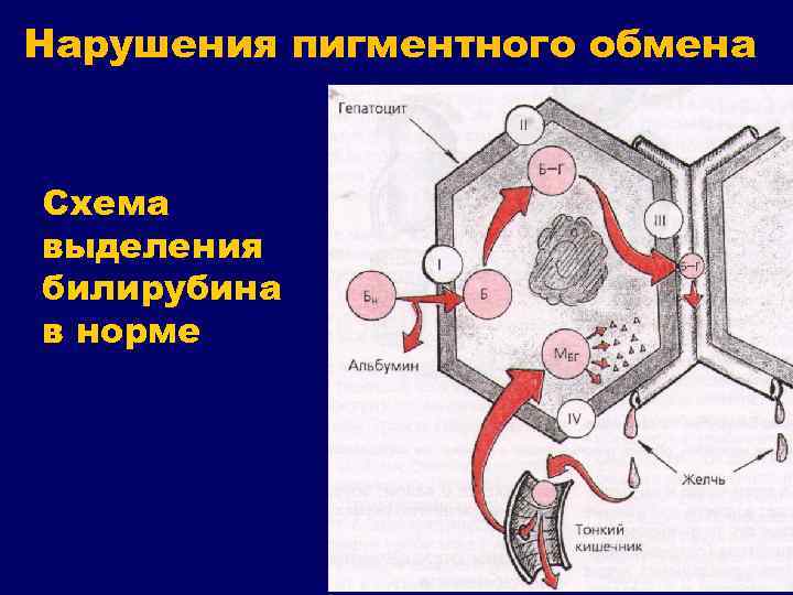 Нарушения пигментного обмена Схема выделения билирубина в норме 