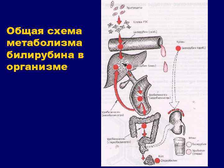 Общая схема метаболизма билирубина в организме 