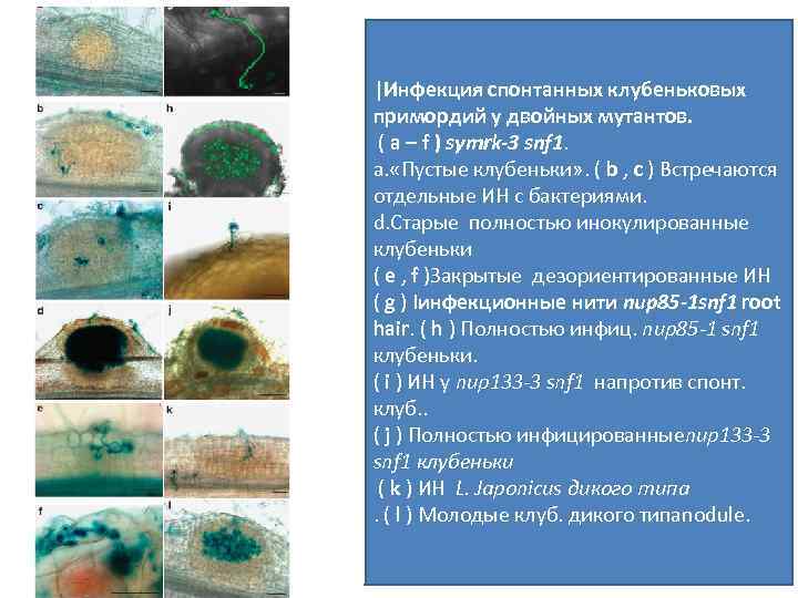 |Инфекция спонтанных клубеньковых примордий у двойных мутантов. ( a – f ) symrk-3 snf