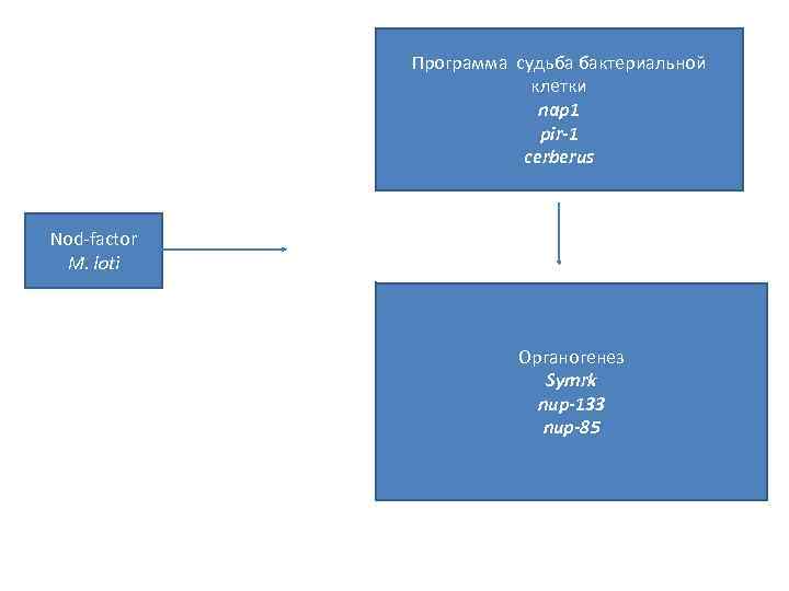 Программа судьба бактериальной клетки nap 1 pir-1 cerberus Nod-factor M. loti Органогенез Symrk nup-133
