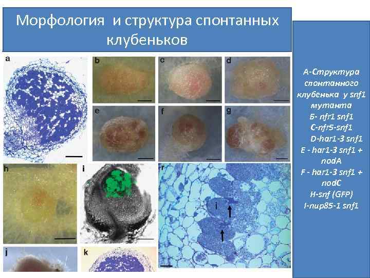 Морфология и структура спонтанных клубеньков А-Структура спонтанного клубенька у snf 1 мутанта Б- nfr